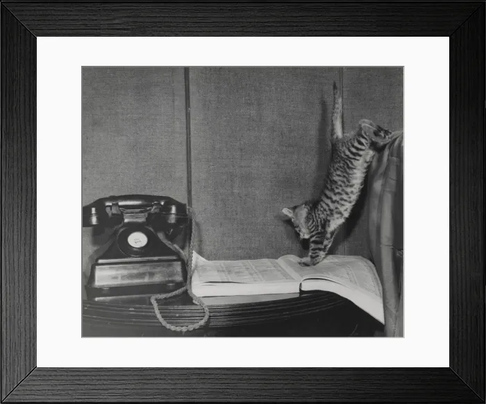 Framed Print : Tabby kitten with telephone and directory Framed Print : Tabby kitten with telephone and directory