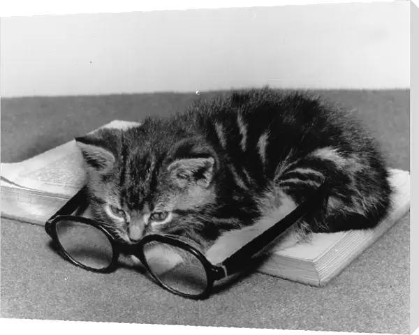 Tabby kitten with book and spectacles