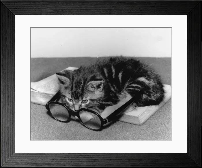 Framed Print : Tabby kitten with book and spectacles Framed Print : Tabby kitten with book and spectacles