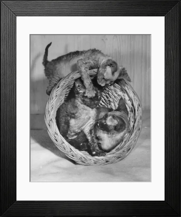 Framed Print : Three Siamese kittens with wastepaper basket Framed Print : Three Siamese kittens with wastepaper basket