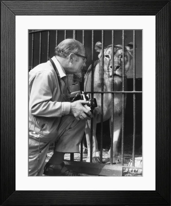 Framed Print : Photographer with lioness at the zoo Framed Print : Photographer with lioness at the zoo