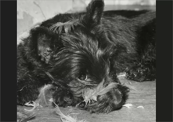 Scots terrier with feathers