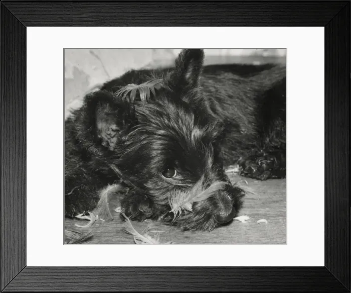 Framed Print : Scots terrier with feathers Framed Print : Scots terrier with feathers