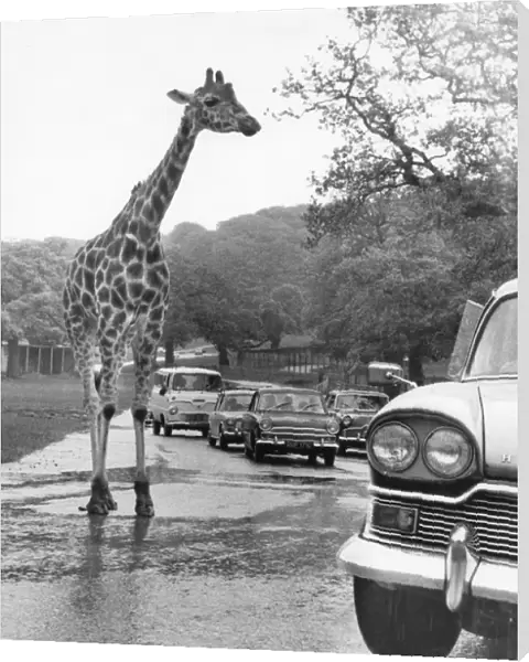 Giraffe in the roadway with cars
