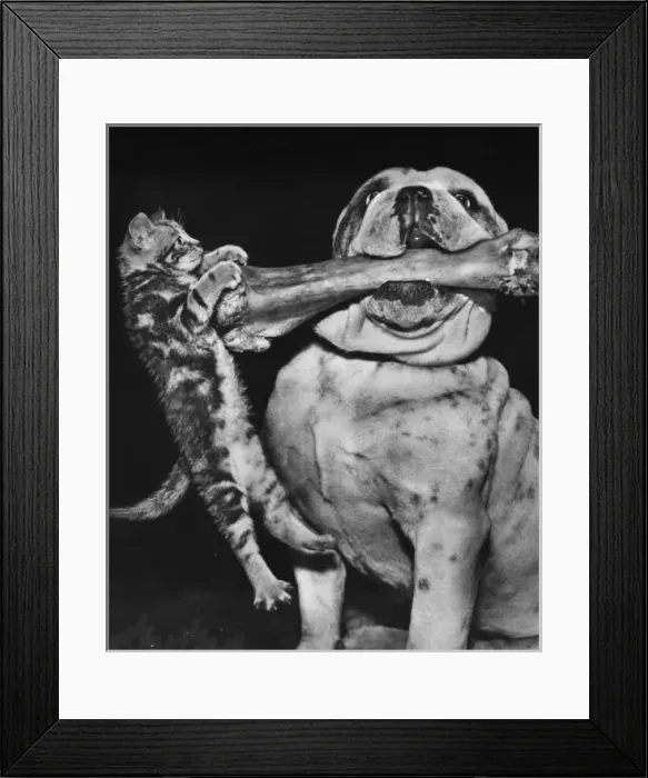 Framed Print : Bulldog and kitten with bone Framed Print : Bulldog and kitten with bone
