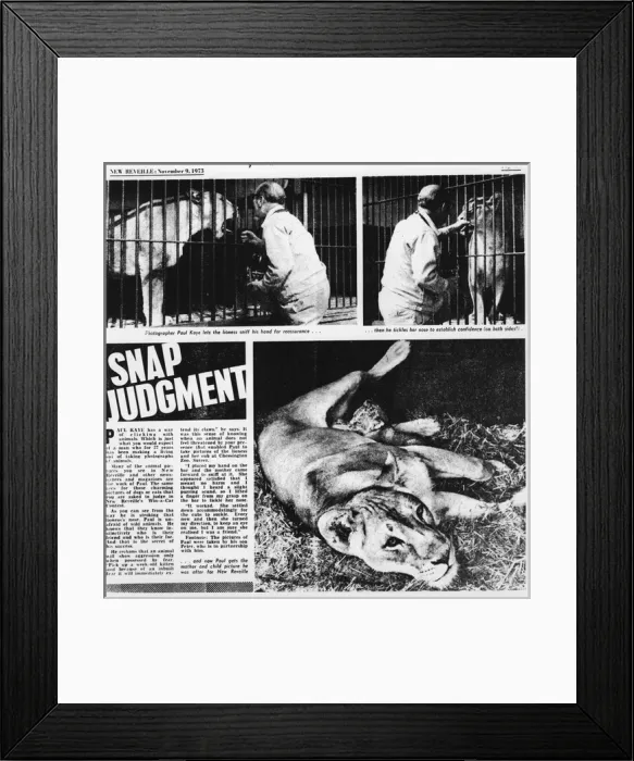 Framed Print : Photographer with lioness at the zoo Framed Print : Photographer with lioness at the zoo