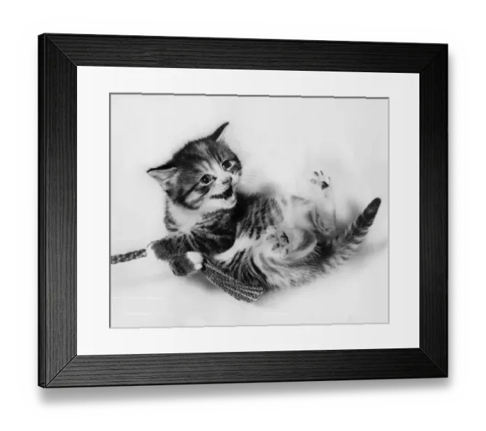 Framed Print : Kitten lying on its back Framed Print : Kitten lying on its back