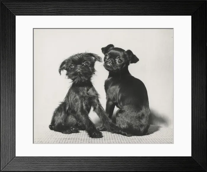 Framed Print : Two Pekingese puppies Framed Print : Two Pekingese puppies
