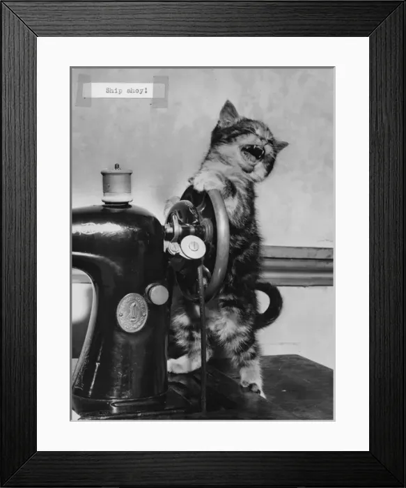 Framed Print : Tabby kitten with Singer sewing machine Framed Print : Tabby kitten with Singer sewing machine