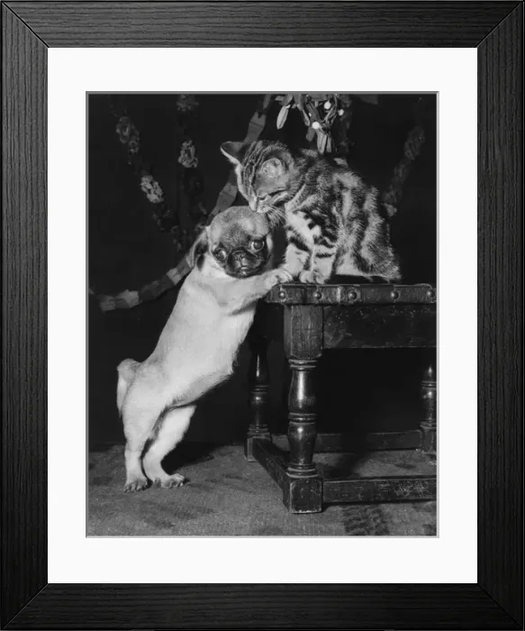 Framed Print : Dog and kitten under the mistletoe Framed Print : Dog and kitten under the mistletoe