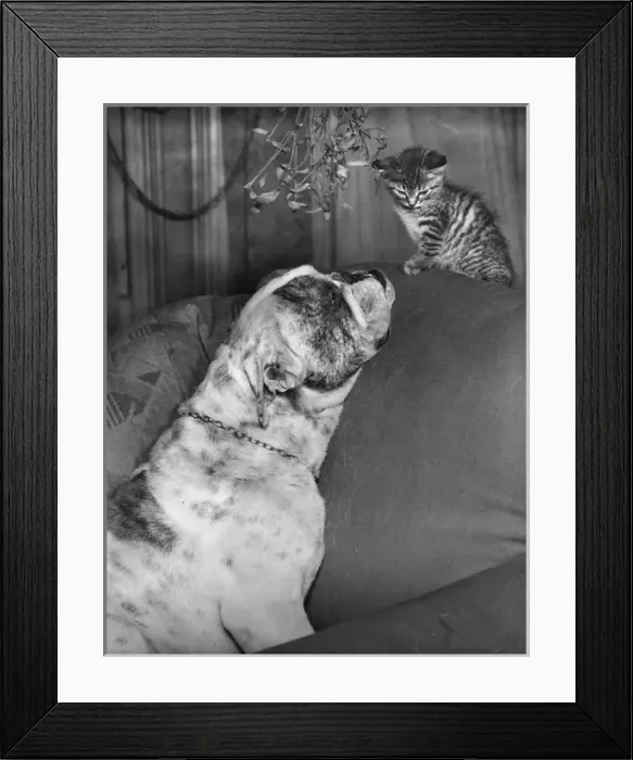 Framed Print : Dog and kitten under the mistletoe Framed Print : Dog and kitten under the mistletoe