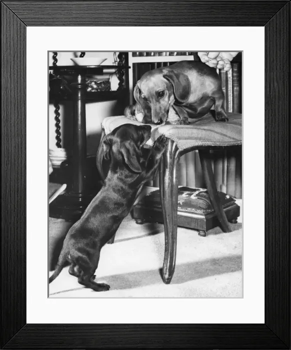 Framed Print : Two Dachshunds eyeing each other Framed Print : Two Dachshunds eyeing each other
