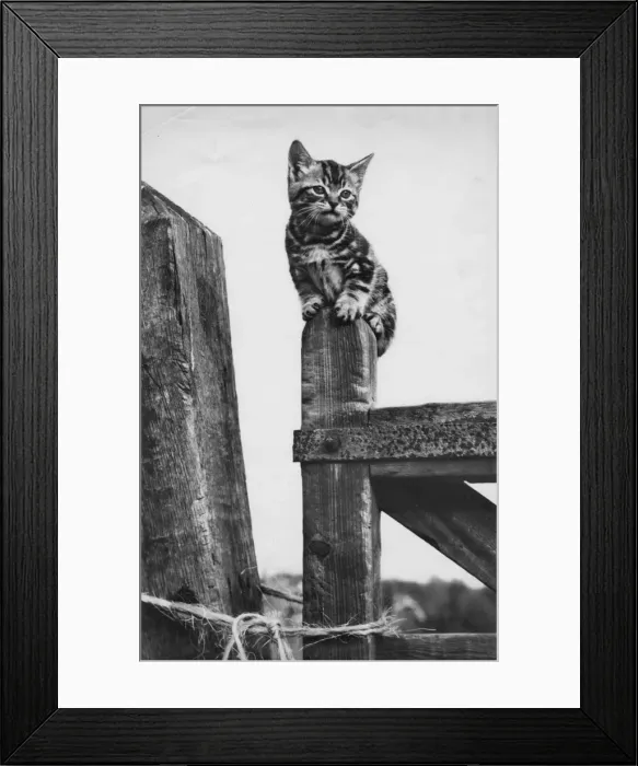 Framed Print : Tabby kitten sitting on a wooden gatepost Framed Print : Tabby kitten sitting on a wooden gatepost