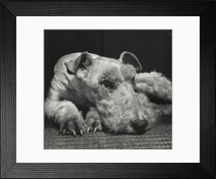 Framed Print : Airedale terrier resting on the floor Framed Print : Airedale terrier resting on the floor
