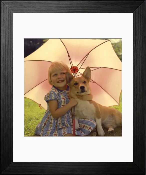 Framed Print : Little girl with Corgi dog under a parasol in a garden Framed Print : Little girl with Corgi dog under a parasol in a garden