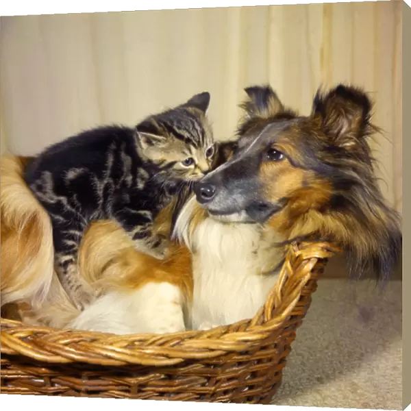 Tabby kitten and Collie dog in a basket