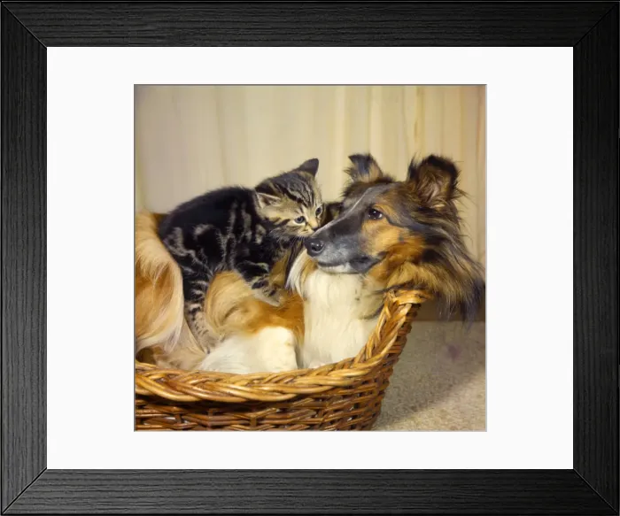 Framed Print : Tabby kitten and Collie dog in a basket Framed Print : Tabby kitten and Collie dog in a basket