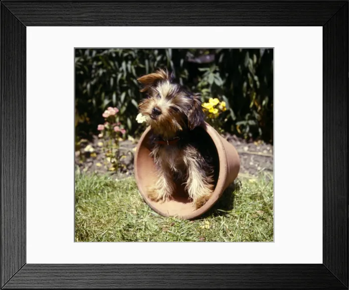Framed Print : Yorkshire terrier in a plantpot in a garden Framed Print : Yorkshire terrier in a plantpot in a garden