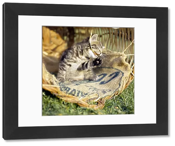 Tabby kitten in a basket with canvas sacking