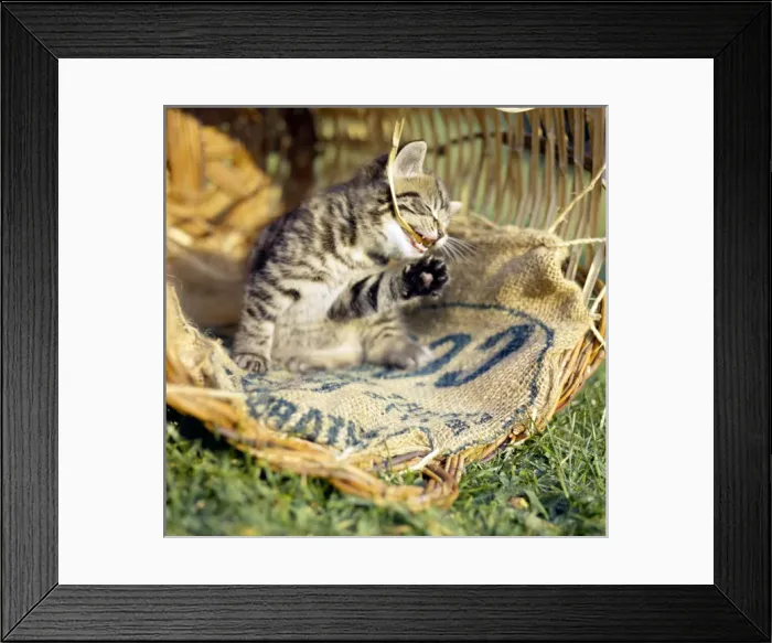 Framed Print : Tabby kitten in a basket with canvas sacking Framed Print : Tabby kitten in a basket with canvas sacking