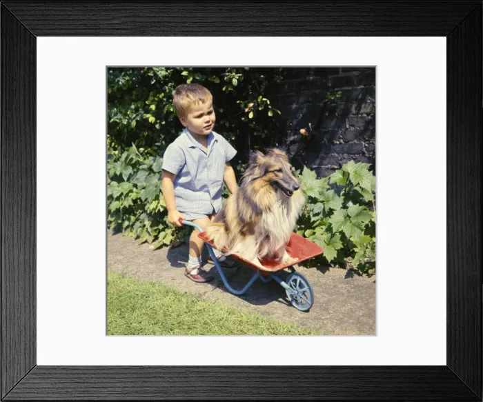 Framed Print : Little boy with Collie dog in wheelbarrow Framed Print : Little boy with Collie dog in wheelbarrow