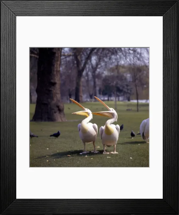 Framed Print : Two pelicans in a park Framed Print : Two pelicans in a park
