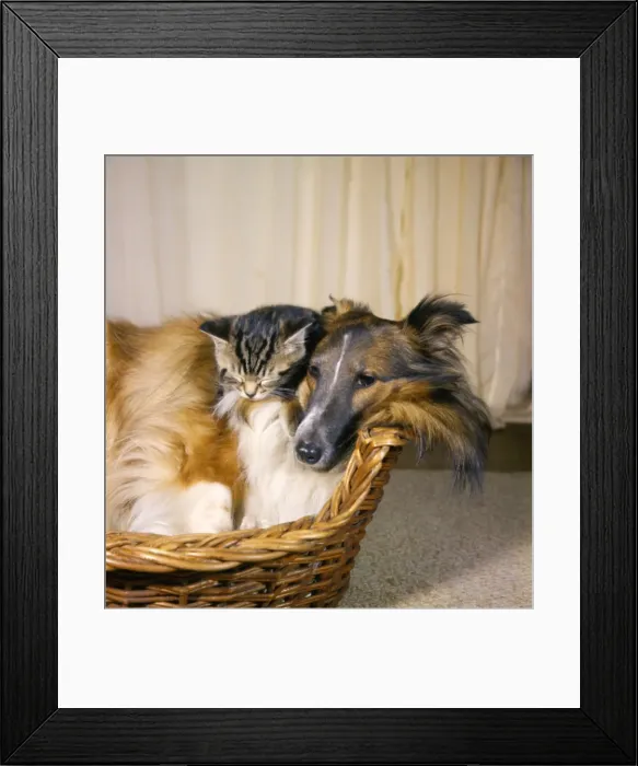 Framed Print : Collie dog and tabby kitten in a basket Framed Print : Collie dog and tabby kitten in a basket