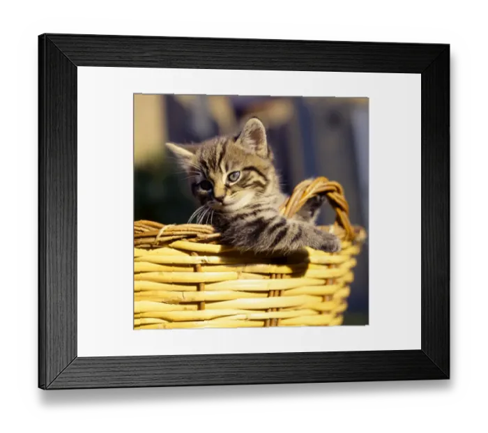 Framed Print : Tabby kitten looking out of a basket Framed Print : Tabby kitten looking out of a basket