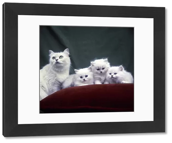 White Persian cat and three kittens