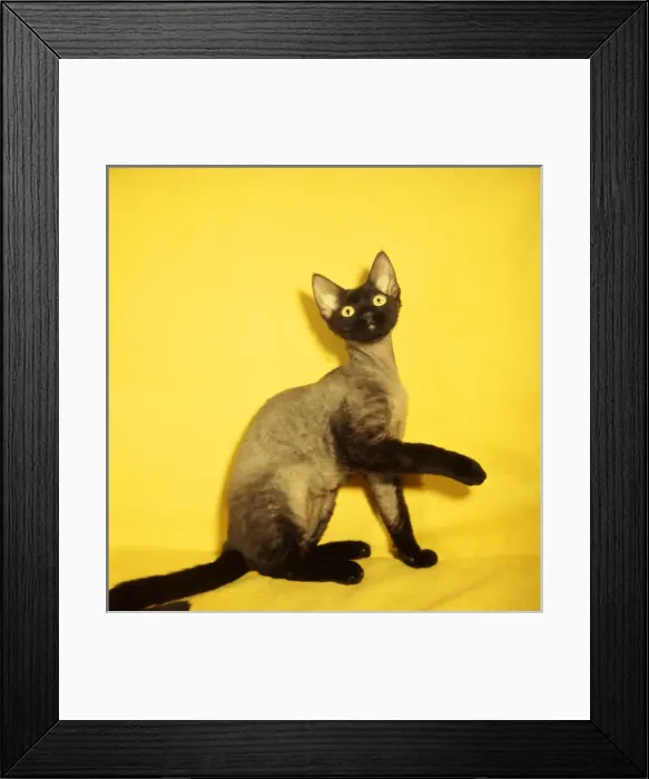 Framed Print : Siamese kitten with yellow background Framed Print : Siamese kitten with yellow background