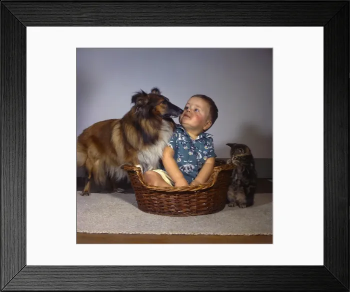Framed Print : Little boy with Collie dog and tabby kitten Framed Print : Little boy with Collie dog and tabby kitten