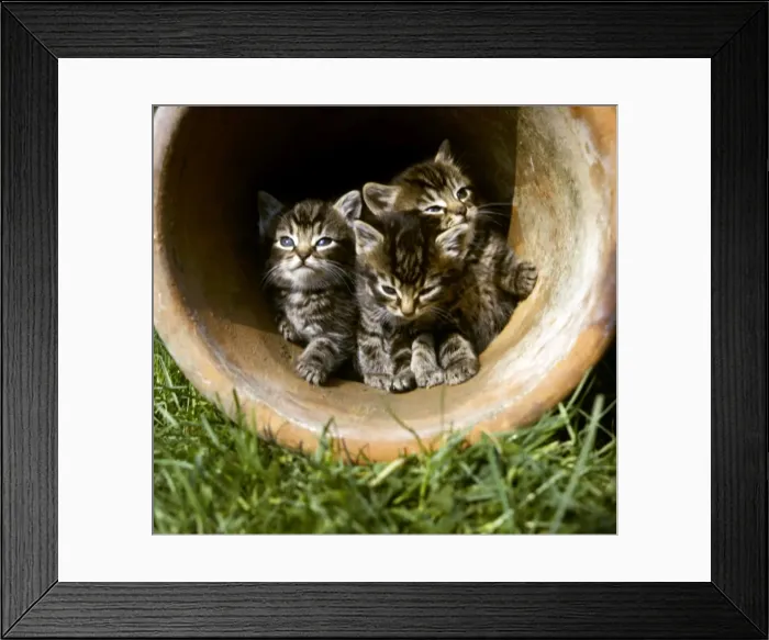 Framed Print : Three tabby kittens in a plantpot Framed Print : Three tabby kittens in a plantpot