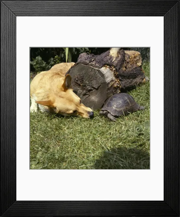 Framed Print : Corgi dog and tortoise in a garden Framed Print : Corgi dog and tortoise in a garden