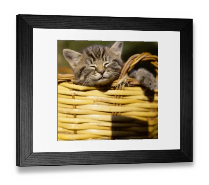 Framed Print : Tabby kitten dozing in a basket Framed Print : Tabby kitten dozing in a basket