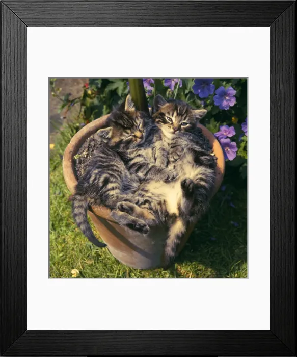 Framed Print : Two tabby kittens in a plantpot Framed Print : Two tabby kittens in a plantpot