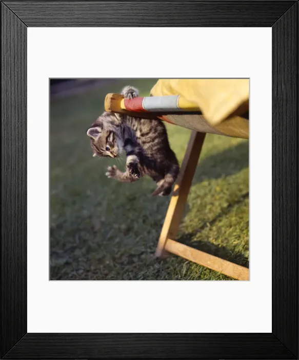 Framed Print : Tabby kitten and deckchair Framed Print : Tabby kitten and deckchair