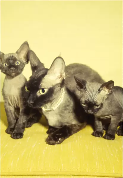Siamese mother cat and two kittens with yellow background