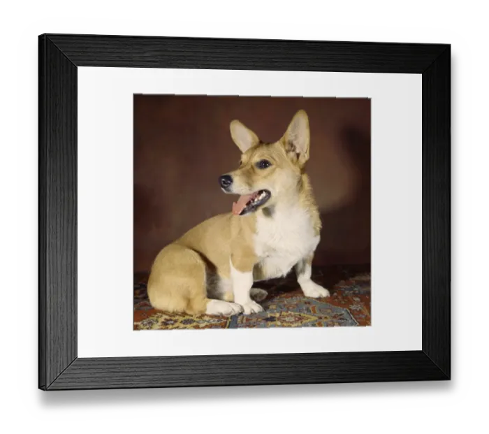 Framed Print : Corgi dog on patterned carpet Framed Print : Corgi dog on patterned carpet