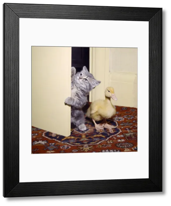 Framed Print : Kitten and duckling in the doorway Framed Print : Kitten and duckling in the doorway