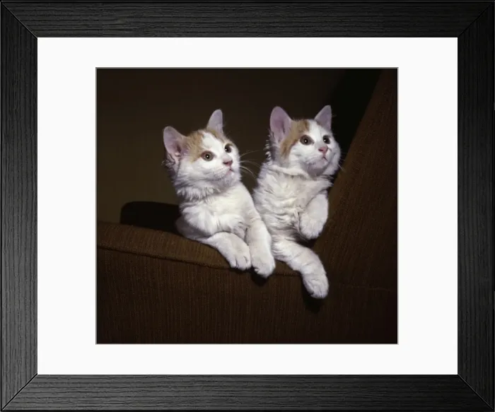 Framed Print : Two kittens with pink ears Framed Print : Two kittens with pink ears