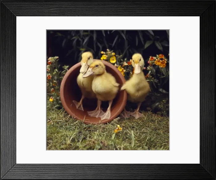 Framed Print : Three yellow ducklings with a plantpot Framed Print : Three yellow ducklings with a plantpot