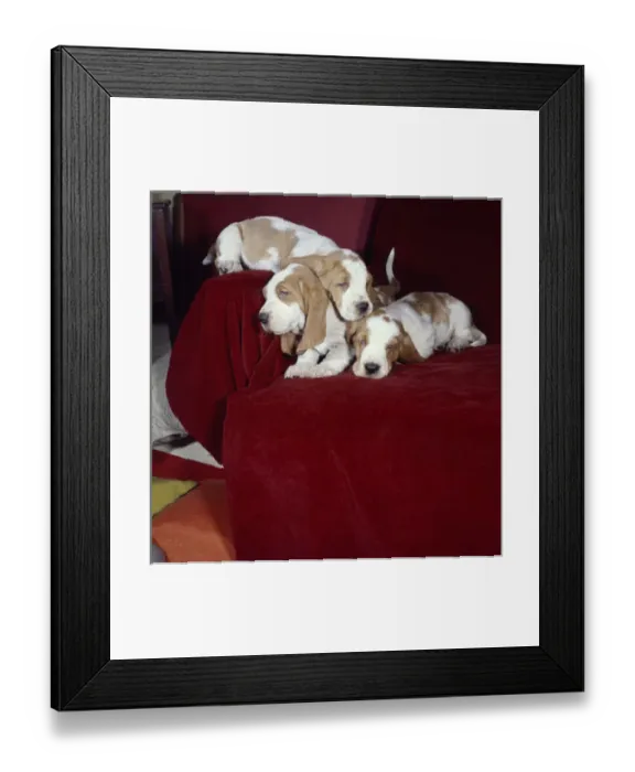 Framed Print : Three Basset hounds sleeping on a sofa Framed Print : Three Basset hounds sleeping on a sofa