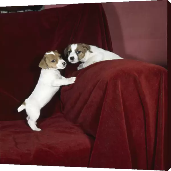 Two terrier puppies on a red sofa