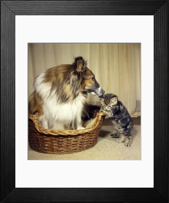 Framed Print : Tabby kitten with a Collie dog Framed Print : Tabby kitten with a Collie dog