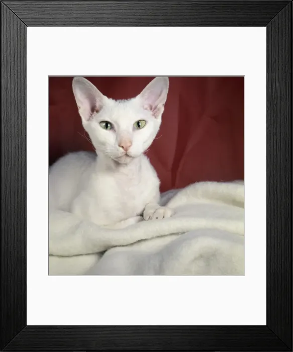Framed Print : White cat with red background Framed Print : White cat with red background