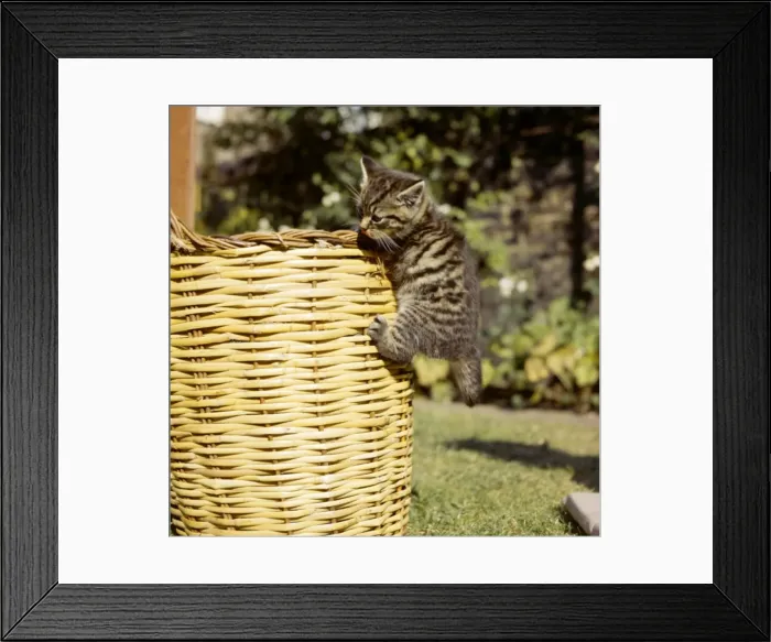 Framed Print : Tabby kitten climbing on a basket Framed Print : Tabby kitten climbing on a basket