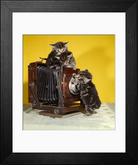 Framed Print : Three tabby kittens with an old camera Framed Print : Three tabby kittens with an old camera