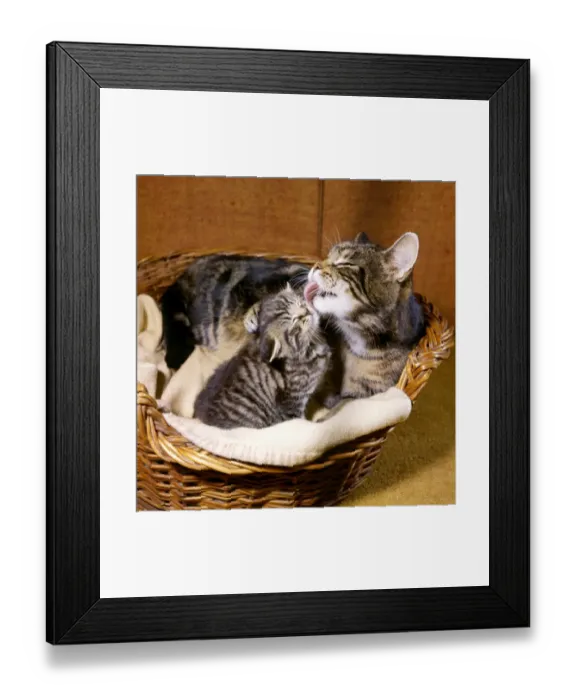 Framed Print : Tabby cat and kitten in basket Framed Print : Tabby cat and kitten in basket