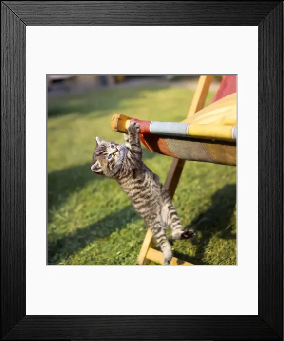 Framed Print : Tabby kitten and deckchair Framed Print : Tabby kitten and deckchair