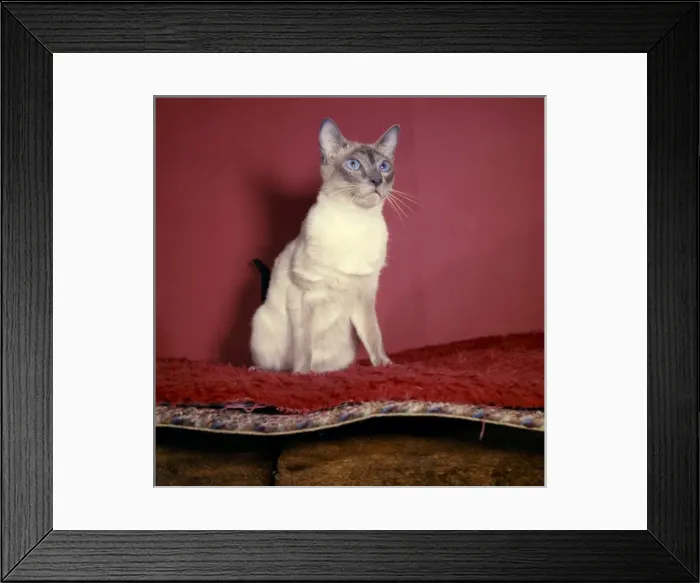 Framed Print : Siamese cat with red background Framed Print : Siamese cat with red background